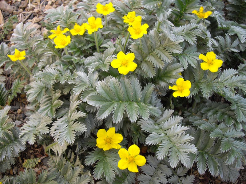 Potentilla anserina photo